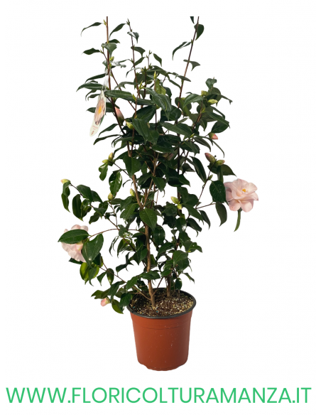 CAMELIA VASO 24