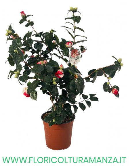 CAMELIA VASO 24