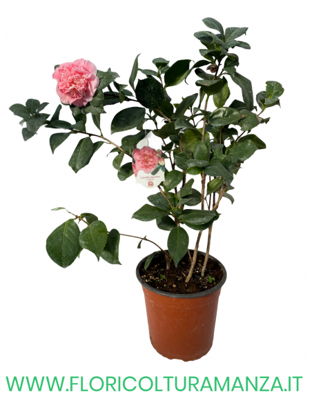 CAMELIA VASO 24