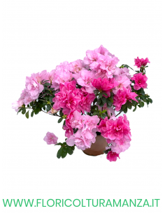 AZALEE VASO 14 2