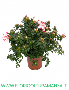 AZALEE VASO 18 2