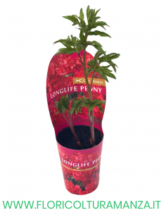 PEONIA VASO 12