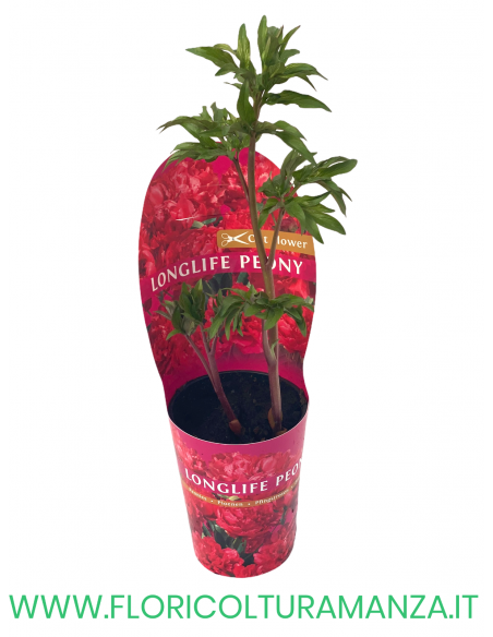 PEONIA VASO 12