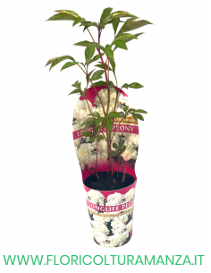 PEONIA VASO 12 2