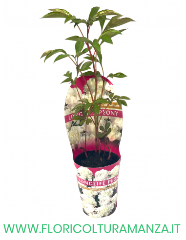PEONIA VASO 12