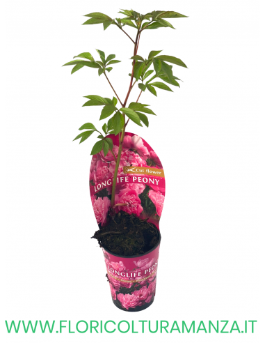 PEONIA VASO 12