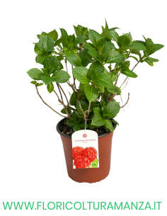 ORTENSIA VASO 18