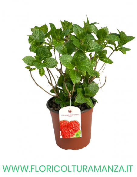 ORTENSIA VASO 18