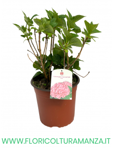 ORTENSIA VASO 18 2