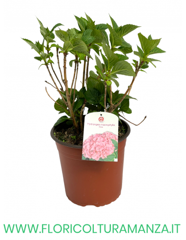 ORTENSIA VASO 18