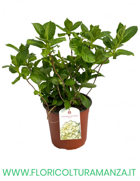 ORTENSIA VASO 18