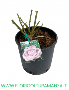 ROSA CESPUGLIO RIFIORENTI LILLA