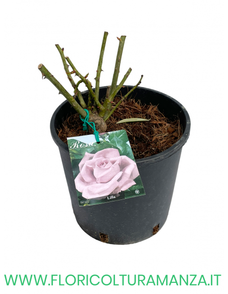 ROSA CESPUGLIO RIFIORENTI LILLA