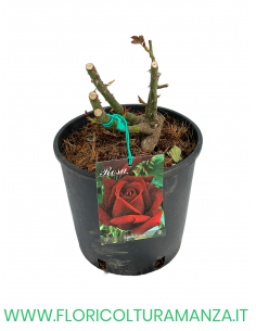 ROSA CESPUGLIO RIFIORENTI ROSSO SCURO