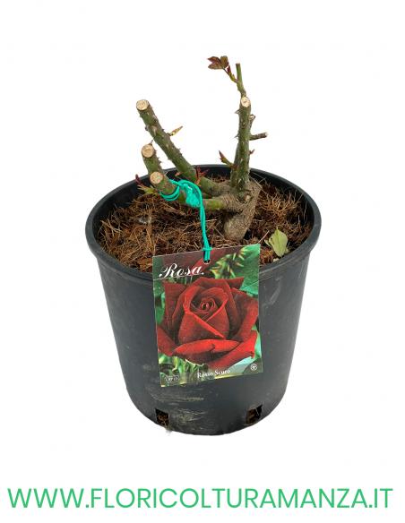 ROSA CESPUGLIO RIFIORENTI ROSSO SCURO
