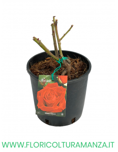 ROSA CESPUGLIO RIFIORENTI ROSSO CHIARO