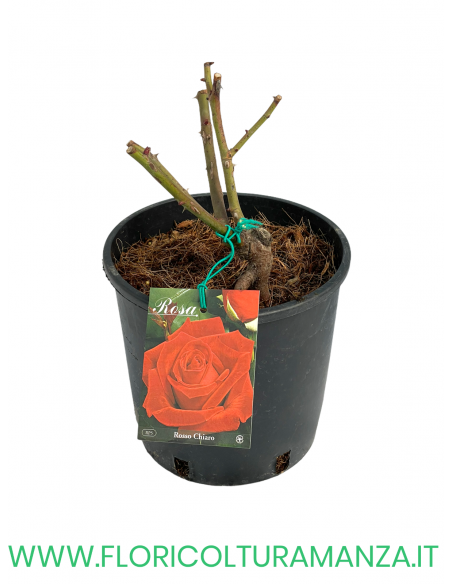 ROSA CESPUGLIO RIFIORENTI ROSSO CHIARO