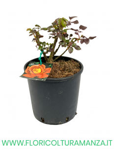 ROSA CESPUGLIO RIFIORENTI ARANCIO SCREZIATO GIALLA