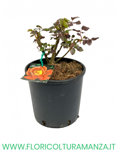 ROSA CESPUGLIO RIFIORENTI ARANCIO SCREZIATO GIALLA