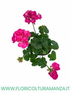 🌸 Geranio zonale 2