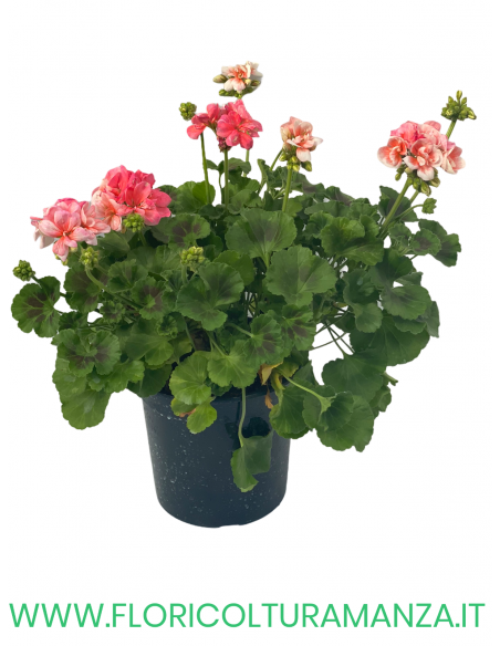 🌸 Geranio zonale – Pianta madre
