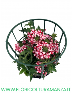 🌸 Verbena 2
