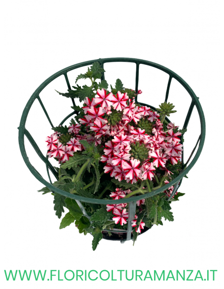 🌸 Verbena