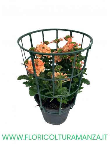 🌸 Verbena