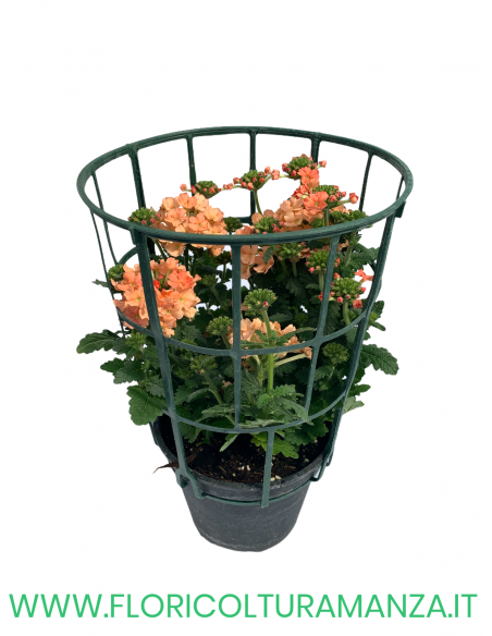 🌸 Verbena