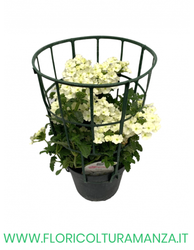 🌸 Verbena