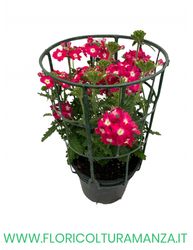 🌸 Verbena