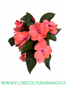 🌺 Nuova Guinea da ombra