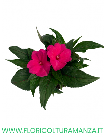 🌺 Nuova Guinea da ombra