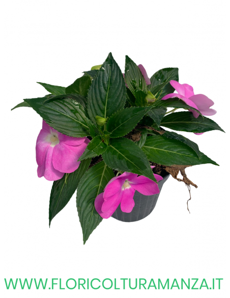 🌺 Nuova Guinea da ombra