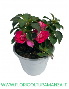🌸 Carolina Impatiens fiore doppio