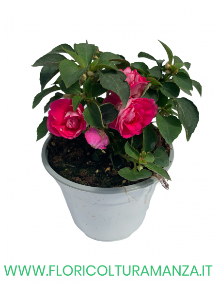 🌸 Carolina Impatiens fiore doppio
