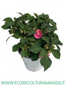 🌸 Carolina Impatiens fiore doppio 2