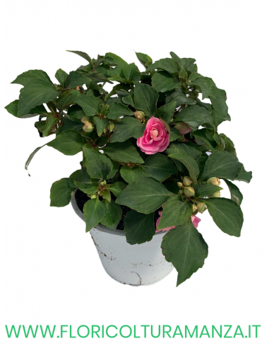 🌸 Carolina Impatiens fiore doppio