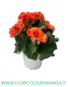 🌺 Begonia elatior