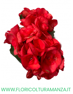 🌺 Begonia elatior 2