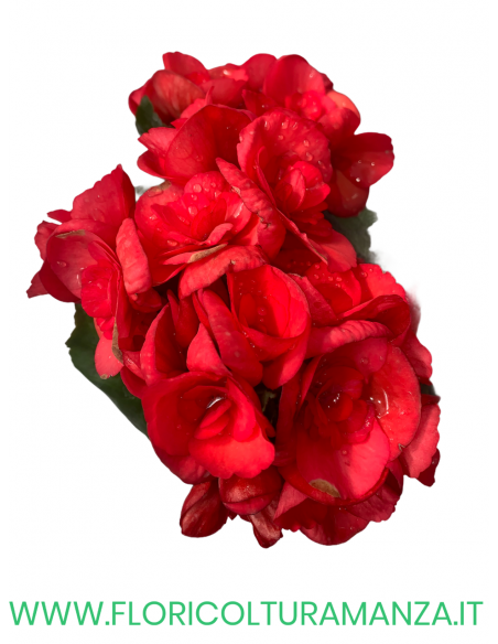 🌺 Begonia elatior