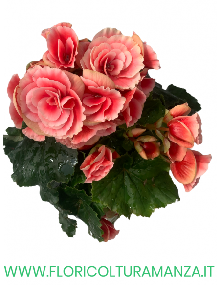🌺 Begonia elatior