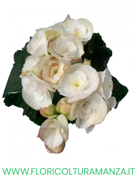 🌺 Begonia elatior