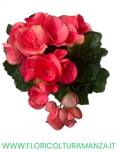 🌺 Begonia elatior