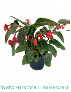 🌺 Begonia Dragon