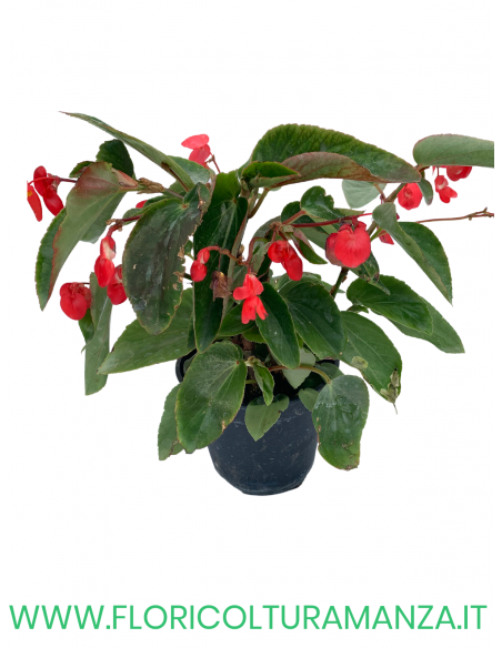 🌺 Begonia Dragon