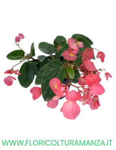 🌺 Begonia Dragon 2