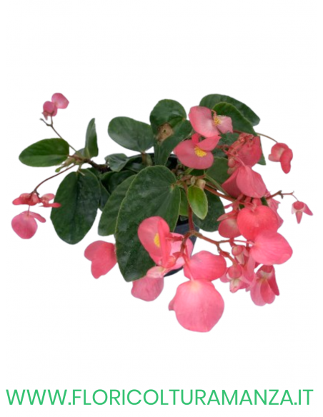 🌺 Begonia Dragon