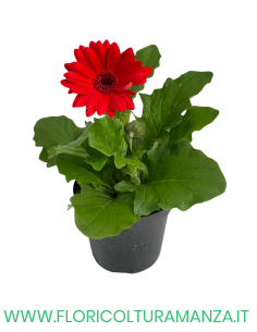 🌼 Gerbera