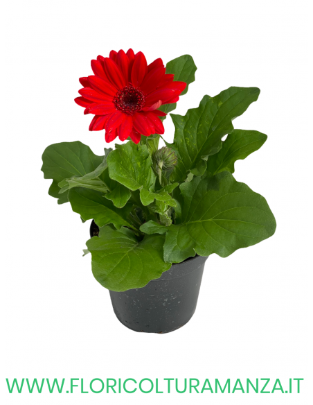 🌼 Gerbera
